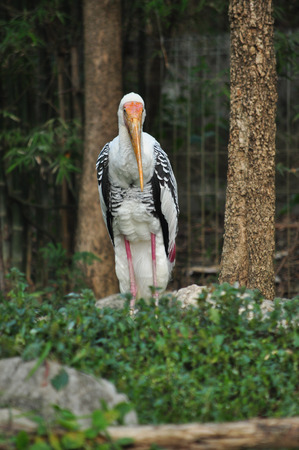 painted stork was standing, looking around  Where it standsの写真素材