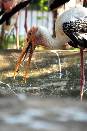 painted stork eating fish, which is the main meal of it の写真素材