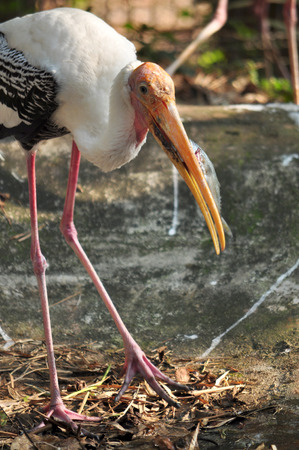 painted stork eating fish, which is the main meal of it の写真素材