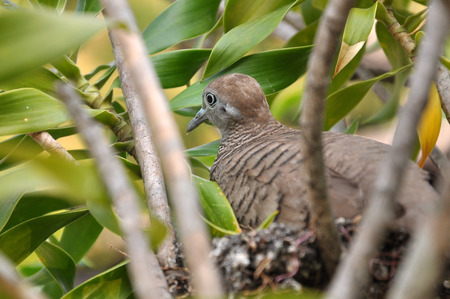 Zebra Dove are breeding in nest on a tree の写真素材