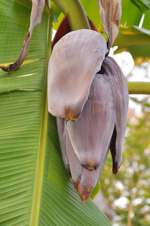the flower of the banana tree can be used as food for the milk of women who are having children.の写真素材