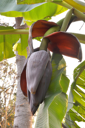 the flower of the banana tree can be used as food for the milk of women who are having children.の写真素材