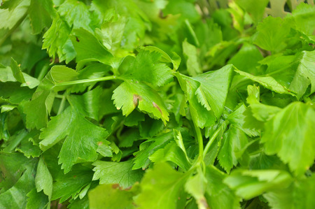 Celery is sprinkledor refurbished on food .の写真素材