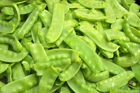 Sugar Peas are nutritious, high in calcium, high beta-carotene, phosphorus, vitamins, minerals and protein than vegetablesの写真素材