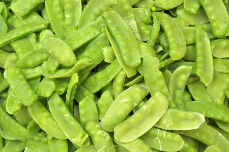 Sugar Peas are nutritious, high in calcium, high beta-carotene, phosphorus, vitamins, minerals and protein than vegetablesの写真素材