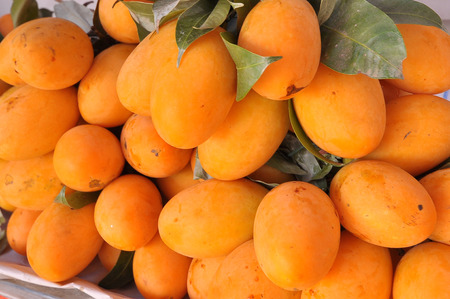 Bouea macrophylla on ripe, it is yellow in color, sweet taste.の写真素材