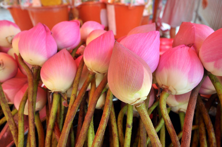 In Buddhism, the Buddha compares the level of human intelligence with the growth of the lotus.の写真素材