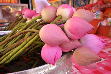 In Buddhism, the Buddha compares the level of human intelligence with the growth of the lotus.の写真素材