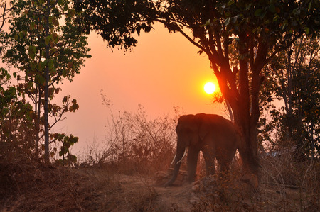 Silhouette of the elephant at the mound の写真素材