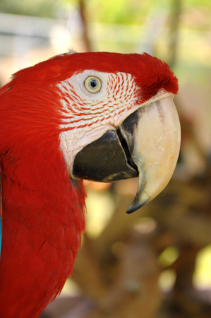 A Close up Green-winged Macaw faceの写真素材