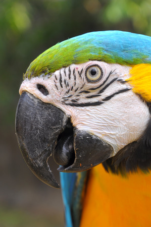 Blue-and-Gold Macaw, a bird with feathers in 2 colors, blue and yellow  Some may look to go with that gold has another name called  Blue-and-Gold Macawの写真素材