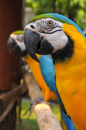 Blue-and-Gold Macaw, a bird with feathers in 2 colors, blue and yellow  Some may look to go with that gold has another name called  Blue-and-Gold Macawの写真素材