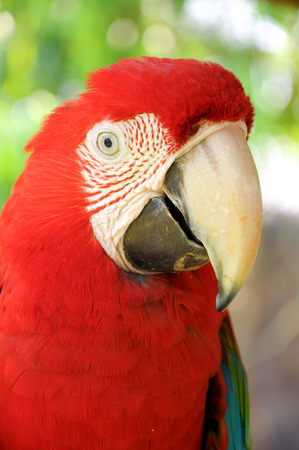 A Close up Green-winged Macaw faceの写真素材