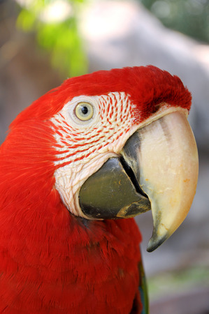 A Close up Green-winged Macaw faceの写真素材