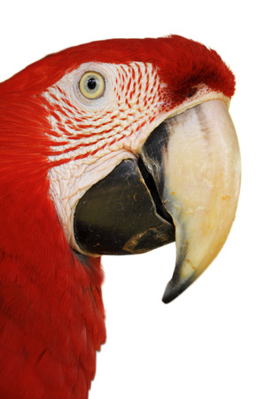 A Close up Green-winged Macaw face isolated on white background.
の写真素材