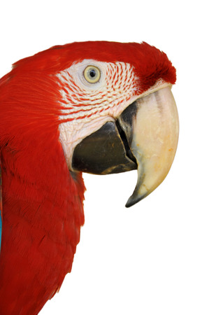 A Close up Green-winged Macaw face isolated on white background.の写真素材