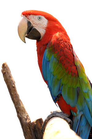 Green-winged Macaw on tree branches isolate on white background.の写真素材