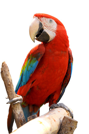 Green-winged Macaw on tree branches isolate on white background.の写真素材