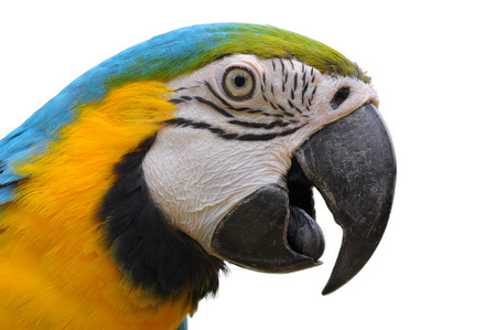 Close up Blue-and-Gold Macaw face isolate on white background.の写真素材