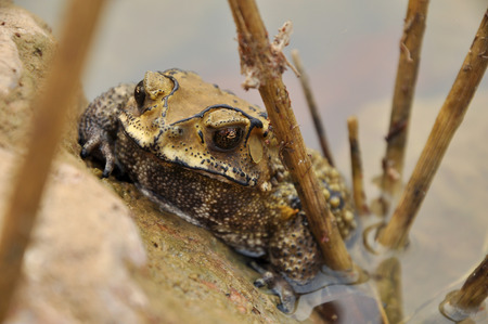 Toads are best known for their thick, warty skins.
の写真素材
