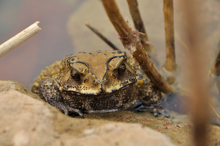 Toads are best known for their thick, warty skins.の写真素材
