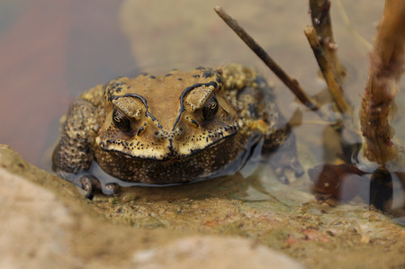 Toads are best known for their thick, warty skins.の写真素材