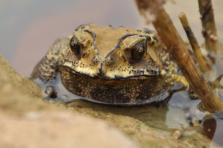 Toads are best known for their thick, warty skins.の写真素材