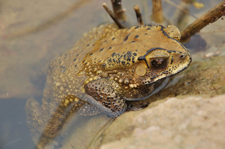 Toads are best known for their thick, warty skins.の写真素材