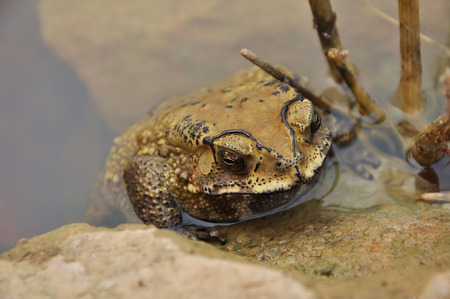 Toads are best known for their thick, warty skins.の写真素材