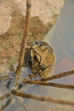 Toads are best known for their thick, warty skins.の写真素材