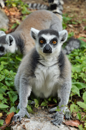 Ring-tailed lemur is instantly recognisable due to its long, bushy, black-and-white ringed tail.の写真素材