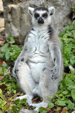 Ring-tailed lemur is instantly recognisable due to its long, bushy, black-and-white ringed tail.の写真素材