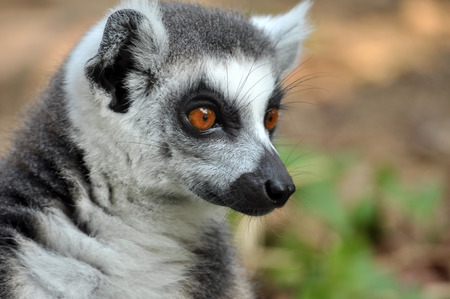 Ring-tailed lemur is instantly recognisable due to its long, bushy, black-and-white ringed tail.の写真素材