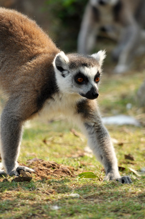 Ring-tailed lemur is instantly recognisable due to its long, bushy, black-and-white ringed tail.の写真素材