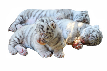 Three baby white bengal tiger isolated on white background
の写真素材