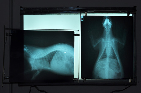 X-ray pictures of porcupine, veterinary use in the diagnosis of diseases that occur with it の写真素材