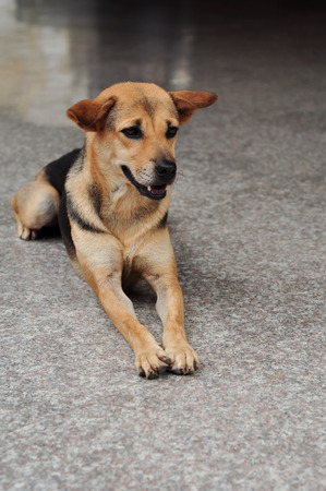 Honest dog was lying crouched waiting for its owner の写真素材