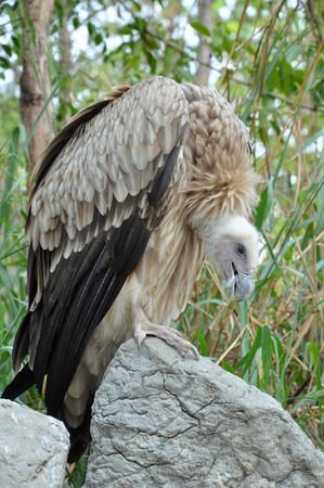 Himalayan vultures are perching on rocks.の写真素材