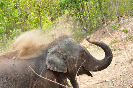 After the elephant for a swim in the pool. It then uses its trunk to throws the dust.の写真素材