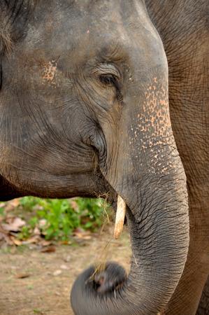 Nature of the Asian ivory It is the elephant toothの写真素材