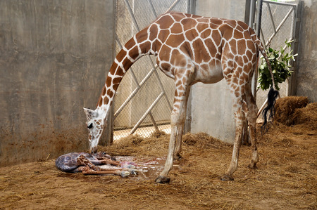 Mother giraffes are urging their young after birth.の写真素材
