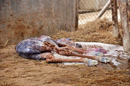 Baby giraffe just came out of pregnant mothers.の写真素材