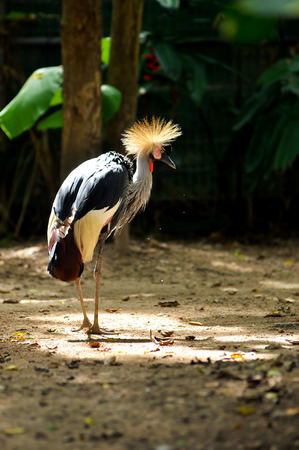 Crowned Crane istanding in the morning sun is clean and preen themselves to get rid of parasites.の写真素材