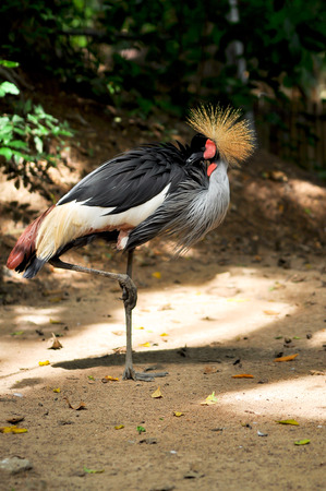 Crowned Crane is preen themselves to clean and remove parasites.の写真素材