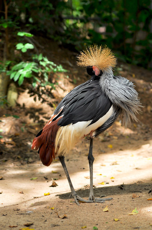 Crowned Crane is preen themselves to clean and remove parasites.の写真素材