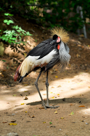 Crowned Crane istanding in the morning sun is clean and preen themselves to get rid of parasites.の写真素材