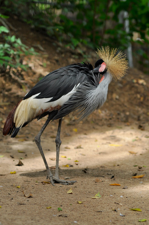 Crowned Crane is preen themselves to clean and remove parasites.の写真素材