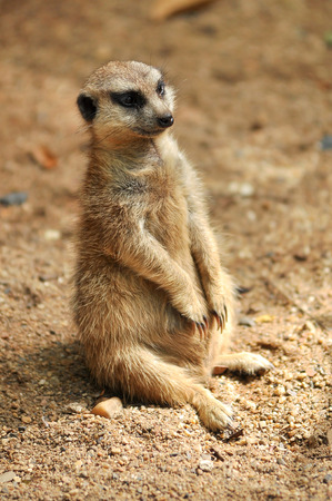 meerkat was sitting on the sand around to watch out for enemies.の写真素材