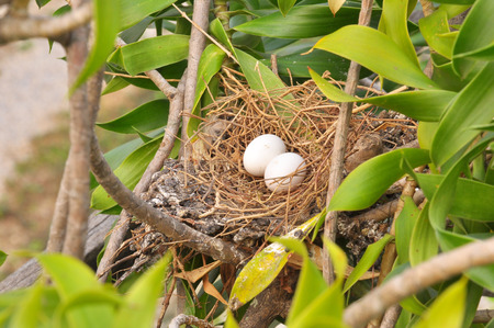 Dove eggs in a small nest of it.の写真素材