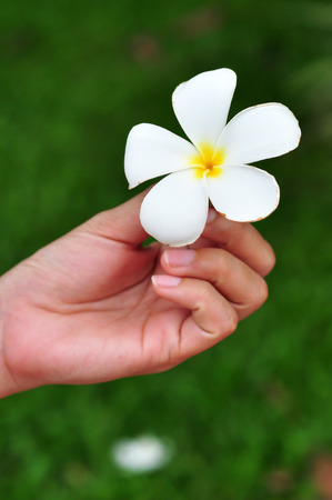 White Plumeria flowers that fall was picked up.の写真素材